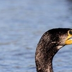 204A3279  Cormorans pêcheurs
